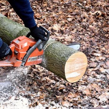 How To Cut A Tree Down In Your Garden