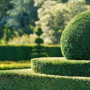 Hedge Trimming Tips: What You Need To Know About Cutting Garden Hedges