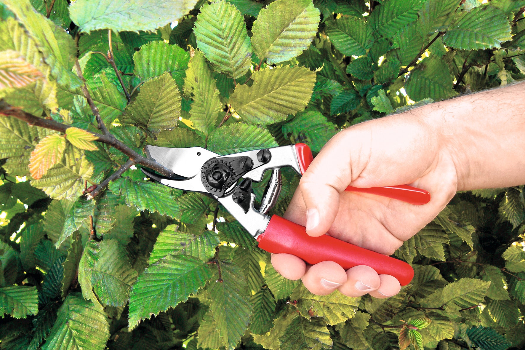 Secateurs